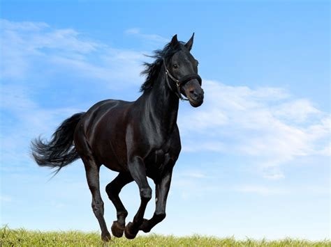 Black Horse™ 